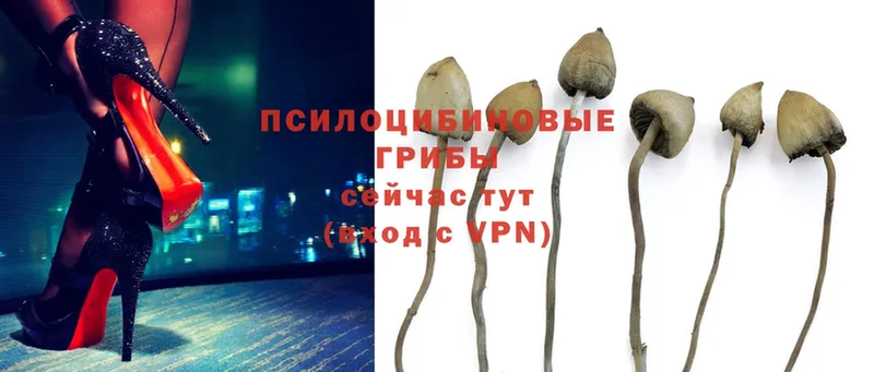 Псилоцибиновые грибы Psilocybe  Лысьва 